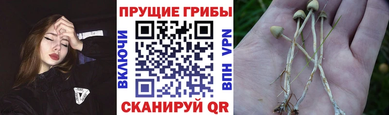 Галлюциногенные грибы Cubensis Коломна